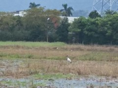 Threskiornis