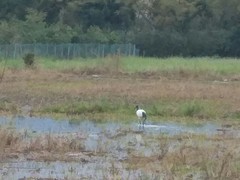 Threskiornis