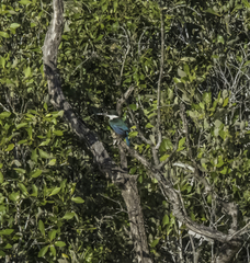 Todiramphus sordidus