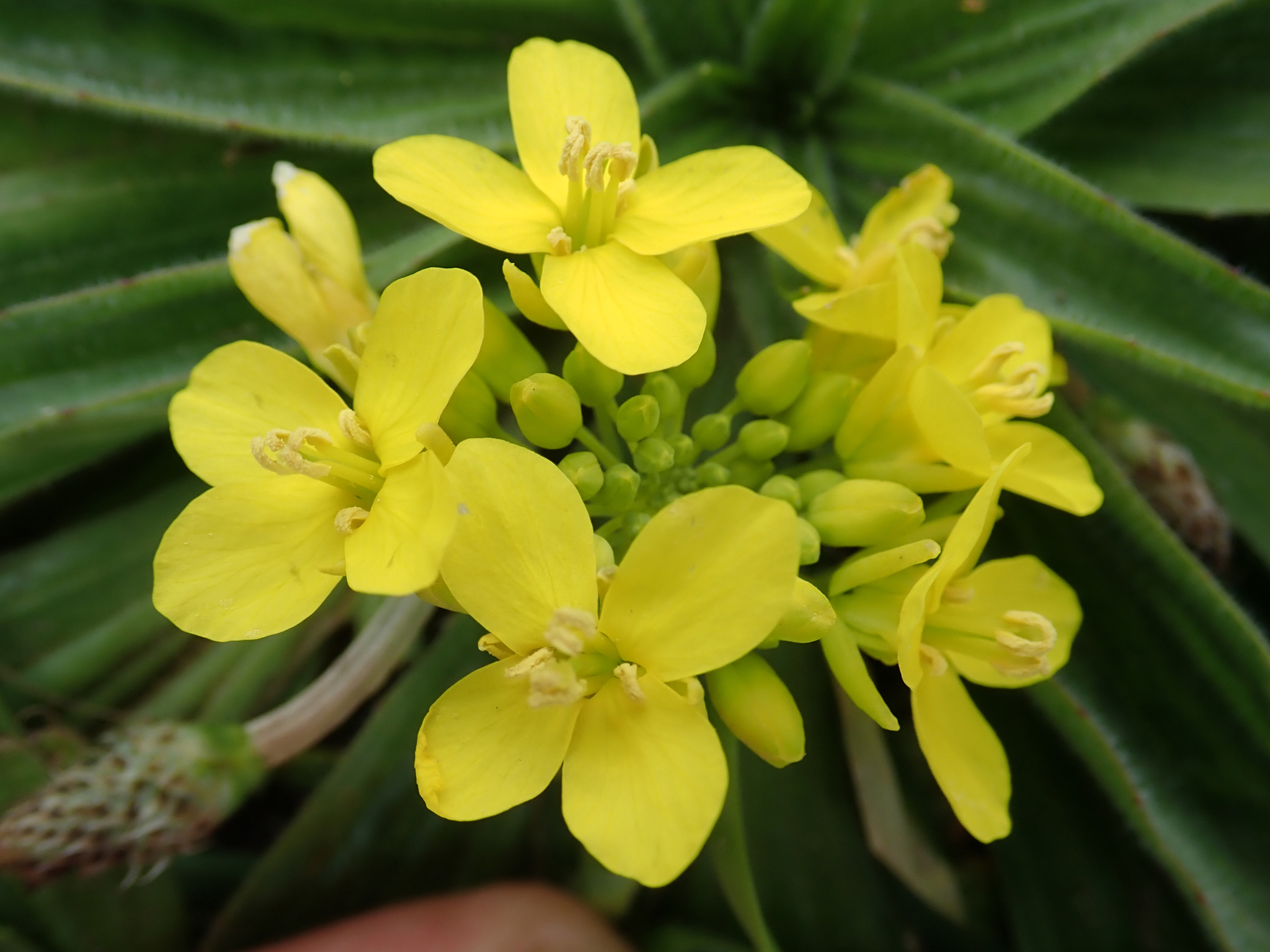 Brassica napus subsp. rapifera Metzg. ex Sinskaya