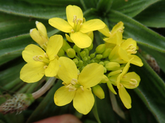 Brassica napus rapifera
