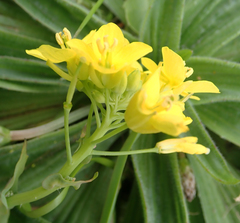 Brassica napus rapifera