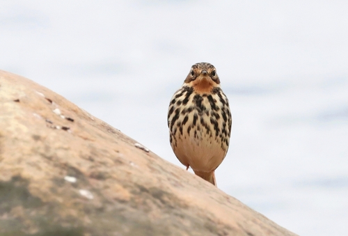 Bisbita gorjirrojo (Anthus cervinus)