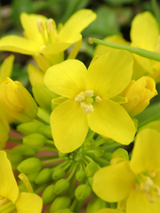 Brassica napus rapifera