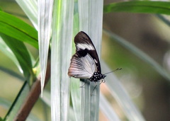 Hypolimnas anthedon anthedon