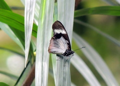 Hypolimnas anthedon anthedon