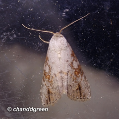 Chorsia