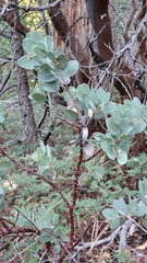 Arctostaphylos viscida