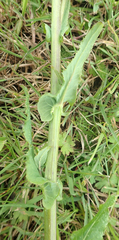 Brassica napus rapifera