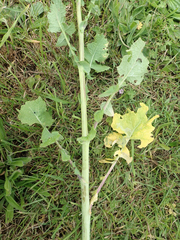 Brassica napus rapifera