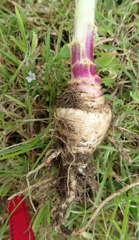 Brassica napus rapifera
