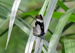 Hypolimnas anthedon anthedon