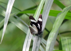 Hypolimnas anthedon anthedon