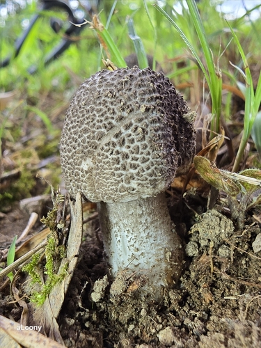 Amanita spissacea