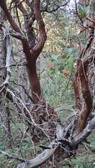 Arctostaphylos viscida