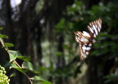 Graphium leonidas