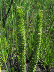 Ursinia caledonica