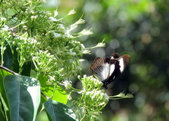 Hypolimnas anthedon anthedon