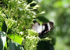 Hypolimnas anthedon anthedon