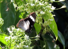 Hypolimnas anthedon anthedon