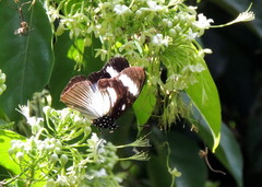 Hypolimnas anthedon anthedon