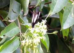 Hypolimnas anthedon anthedon