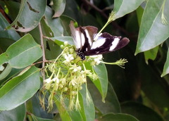 Hypolimnas anthedon anthedon