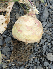 Brassica napus rapifera