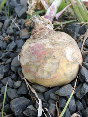 Brassica napus rapifera