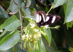 Hypolimnas anthedon anthedon