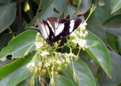 Hypolimnas anthedon anthedon