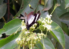 Hypolimnas anthedon anthedon