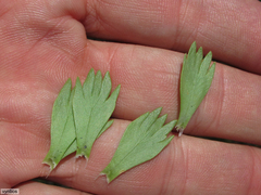 Ursinia caledonica