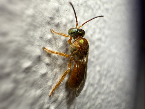 Megalopta tetewana