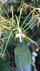 Epidendrum leucochilum