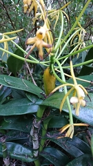 Epidendrum leucochilum