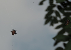 Gasteracantha curvispina