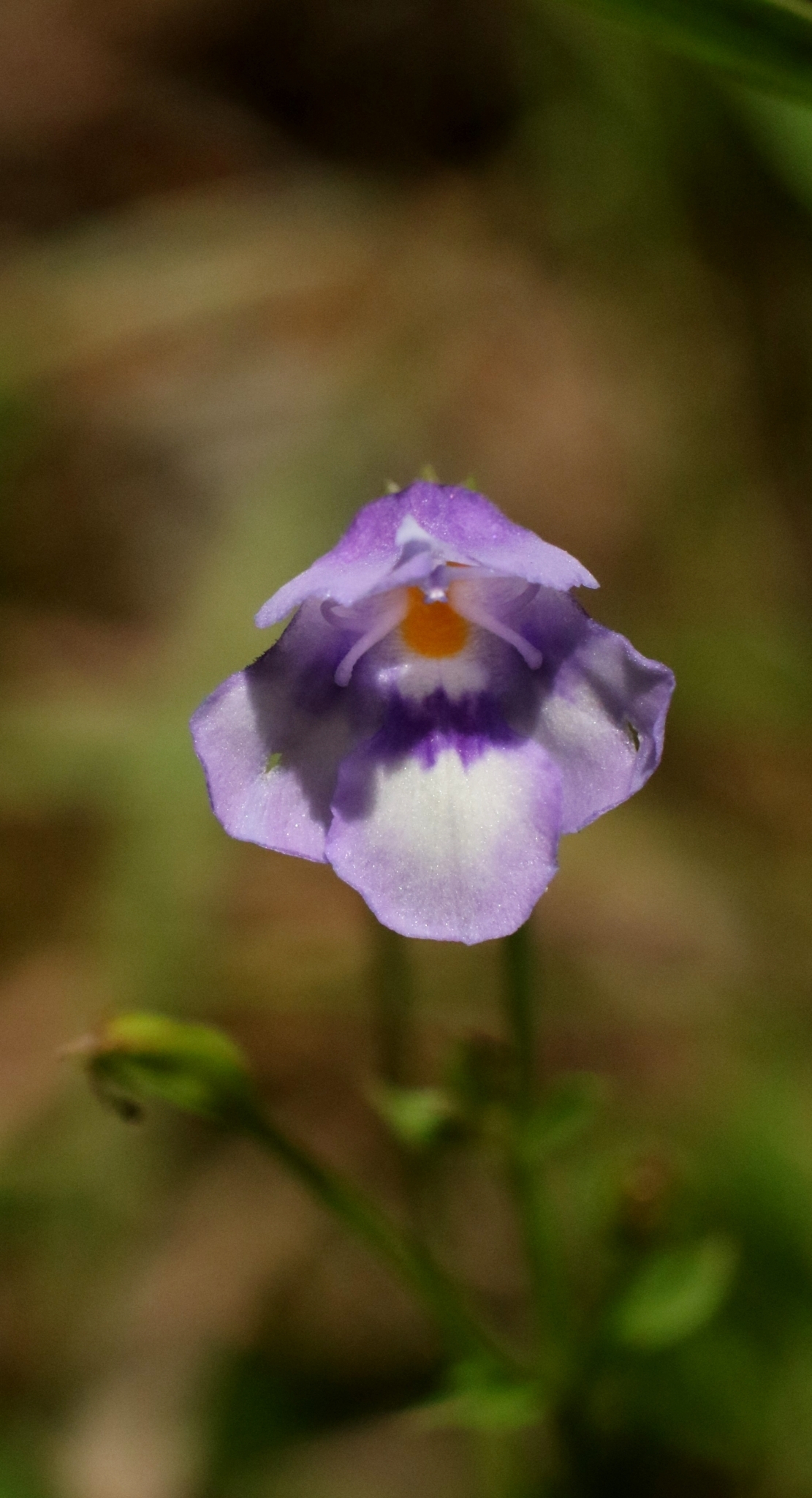Oblong False Pimpernel (Torenia oblonga)