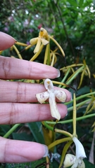 Epidendrum leucochilum