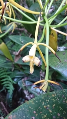 Epidendrum leucochilum