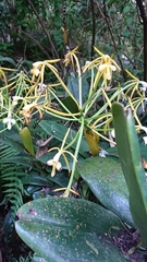 Epidendrum leucochilum
