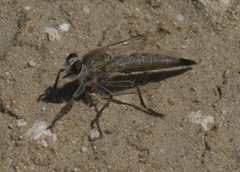 Proctacanthella