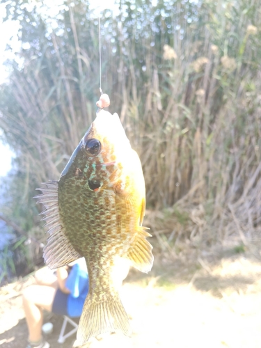 Pumpkinseed