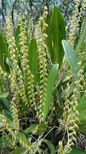 Pulchella Orchid