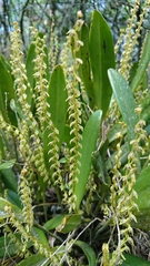 Stelis pulchella