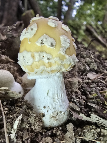 Amanita orientigemmata