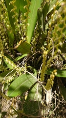 Stelis pulchella
