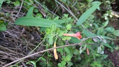 Clinopodium tomentosum