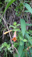 Clinopodium tomentosum