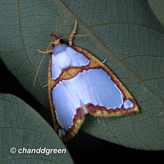 Titulcia confictella